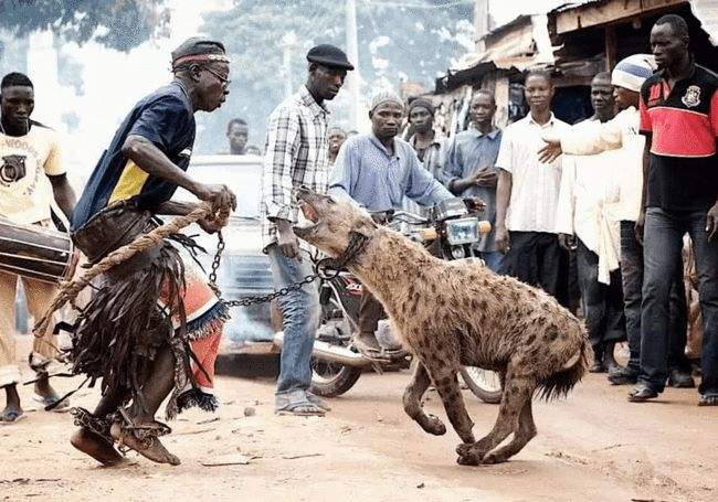 斑鬣狗掏肛动物为何不动？谁是斑鬣狗的天敌？真是一物降一物