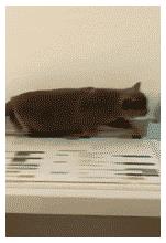 4.gif