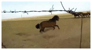 6.gif